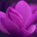 Το πανέμορφο λουλούδι που φυτρώνει μόνο στον Όλυμπο και πουθενά αλλού στον κόσμο