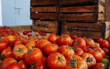 Το λάθος που κάνουμε όλοι με τις ντομάτες – Η συνήθεια που χαλάει τη γεύση τους