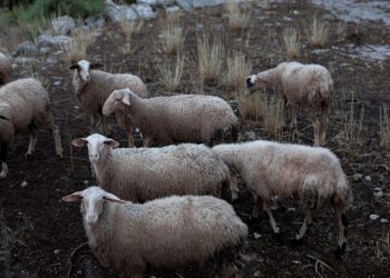 Ξεκίνησαν οι πληρωμές αποζημιώσεων στους κτηνοτρόφους για πανώλη και ευλογιά