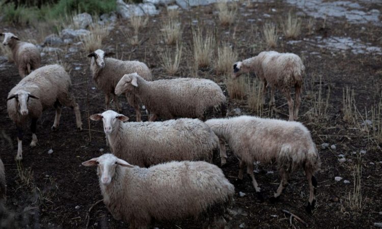Ξεκίνησαν οι πληρωμές αποζημιώσεων στους κτηνοτρόφους για πανώλη και ευλογιά