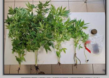 Συνελήφθη  με 5 δενδρύλλια κάνναβης    