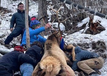 ΗΠΑ: Διασώθηκε άλκη που ήταν μπλεγμένη σε σχοινιά σε ορειβατικό μονοπάτι