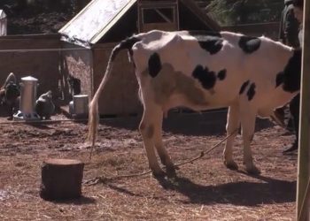 Βραζιλία: εργάτης φάρμας βρήκε τραγικό θάνατο μετά από προσπάθεια κακοποίησης ζώου