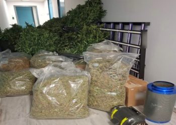 Εξαρθρώθηκε εγκληματική οργάνωση/ομάδα που δραστηριοποιούνταν στην καλλιέργεια και διακίνηση ποσοτήτων κάνναβης