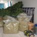 Εξαρθρώθηκε εγκληματική οργάνωση/ομάδα που δραστηριοποιούνταν στην καλλιέργεια και διακίνηση ποσοτήτων κάνναβης