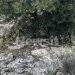 Λάρισα: Εδώ βρέθηκε η σορός του 39χρονου Βασίλη – Το δύσκολα προσβάσιμο σημείο, 200 μέτρα απ’ τη μονάδα όπου δούλευε ο κτηνοτρόφος που τον εντόπισε
