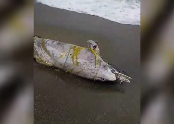 Θλίψη: Νεκρό δελφίνι ξεβράστηκε σε παραλία της Λάρισας – Δείτε βίντεο και φωτογραφίες