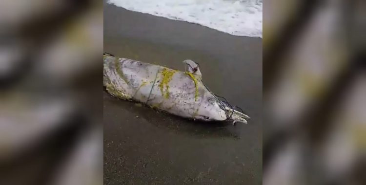 Θλίψη: Νεκρό δελφίνι ξεβράστηκε σε παραλία της Λάρισας – Δείτε βίντεο και φωτογραφίες