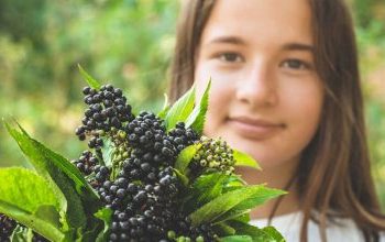 Χυμός elderberry για απώλεια βάρους: Τι επιβάλλεται να ξέρετε