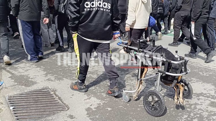 Συγκίνηση στον Βόλο: Σκύλος με αναπηρικό αμαξίδιο στην πορεία για τα Τέμπη (ΕΙΚΟΝΑ)