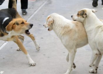 Με συσκευές υπέρηχων κυκλοφορούν στη Νέα Αγχίαλο λόγω… αδέσποτων σκύλων!