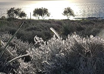 Μαγικές εικόνες – Πάγωσαν τα λουλούδια στη Ρόδο από το ψύχος !