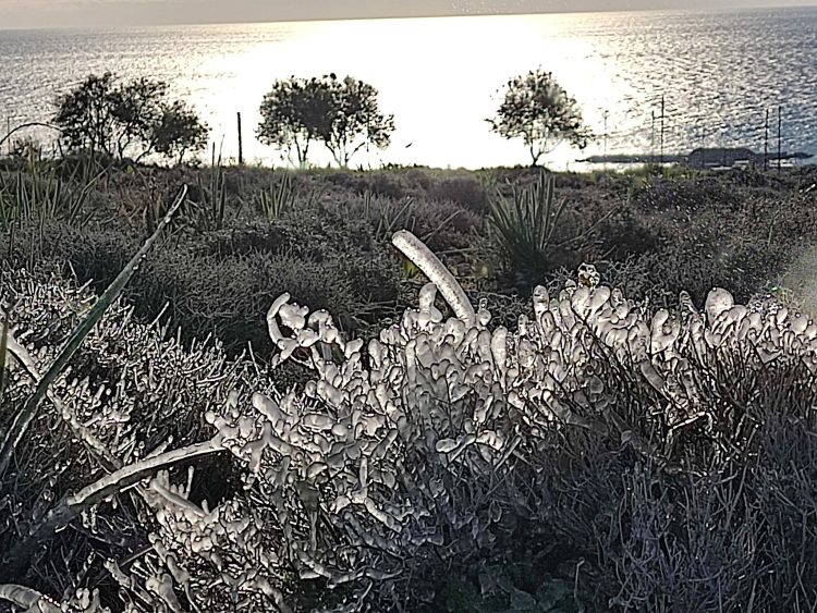 Μαγικές εικόνες – Πάγωσαν τα λουλούδια στη Ρόδο από το ψύχος !