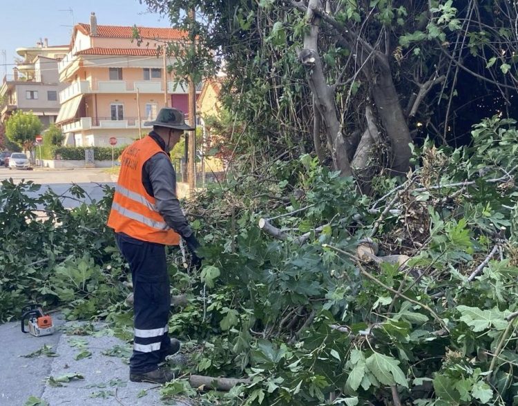 Αρχείο εταιρειών και εργολάβων για κοπή χόρτων δημιουργεί ο Δήμος Τρικκαίων