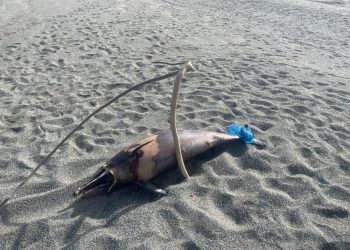 Νεκρό δελφινάκι ξεβράστηκε στα παράλια της Λάρισας – Συγκεντρώθηκε κόσμος στο σημείο (ΕΙΚΟΝΕΣ)