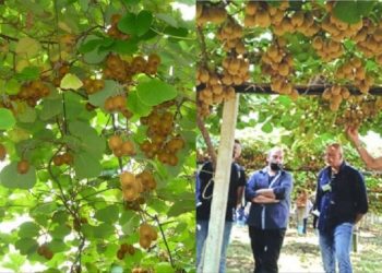 Το ζητάει όλος ο πλανήτης: Αυτό το Ελληνικό φρούτο σαρώνει παγκοσμίως, σπάει κάθε ρεκόρ εξαγωγών