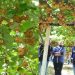 Το ζητάει όλος ο πλανήτης: Αυτό το Ελληνικό φρούτο σαρώνει παγκοσμίως, σπάει κάθε ρεκόρ εξαγωγών