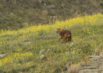 Αυτά είναι τα τσακάλια της Κάρλας – ΕΝΤΥΠΩΣΙΑΚΕΣ ΕΙΚΟΝΕΣ από τους θηρευτές της λίμνης