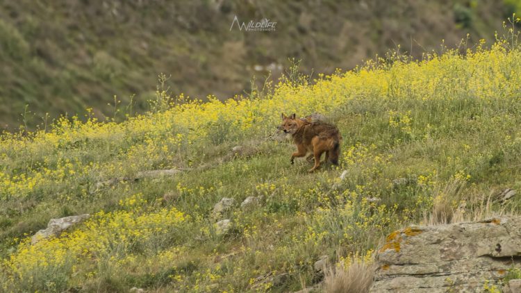 Αυτά είναι τα τσακάλια της Κάρλας – ΕΝΤΥΠΩΣΙΑΚΕΣ ΕΙΚΟΝΕΣ από τους θηρευτές της λίμνης
