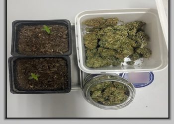 Σε γλάστρες και τάπερ καλλιεργούσε και διατηρούσε την κάνναβη