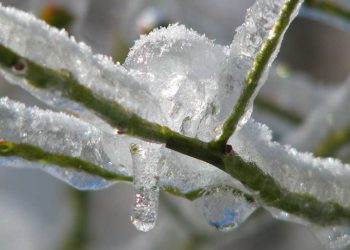 Ανακοινώθηκαν τα πορίσματα στο Δήμο Μετεώρων για τις ζημιές σε ελιές – ροδιές από παγετό του 2021