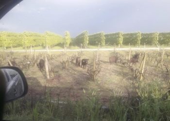 Εισβολή αγριογούρουνων λίγα χιλιόμετρα από τη Λάρισα: “Δεν θα μείνει τίποτα όρθιο…” (ΕΙΚΟΝΑ)