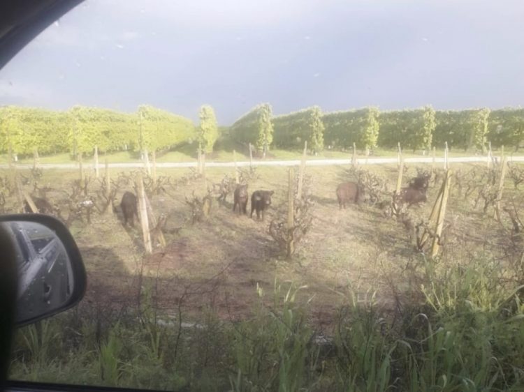 Εισβολή αγριογούρουνων λίγα χιλιόμετρα από τη Λάρισα: “Δεν θα μείνει τίποτα όρθιο…” (ΕΙΚΟΝΑ)