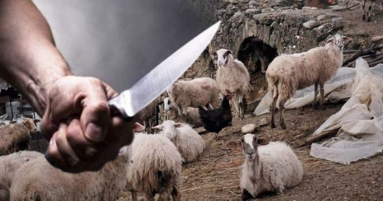 Λάρισα: Στην εντατική αλλά εκτός κινδύνου ο 61χρονος που μαχαιρώθηκε από τον κτηνοτρόφο εργοδότη του (BINTEO)