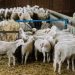 Λάρισα: Δεκάδες αρνιά προορίζονταν για σφαγή για το Πάσχα και τους τα έκλεψαν – Έρευνα διεξάγει η αστυνομία