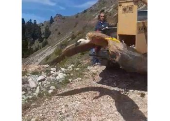 Νεαρής ηλικίας σπάνιο όρνεο, περισυνελλέγη από το Δασαρχείο Καρδίτσας στην Τ.Κ. Αγίου Γεωργίου (ΒΙΝΤΕΟ)