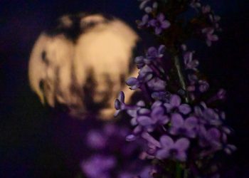 Πανσέληνος Απριλίου 2025: Μαγεύει το “ροζ φεγγάρι” (ΕΙΚΟΝΕΣ)