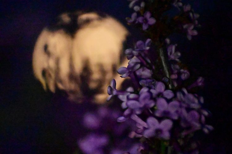 Πανσέληνος Απριλίου 2025: Μαγεύει το “ροζ φεγγάρι” (ΕΙΚΟΝΕΣ)