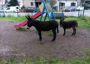Δύο γαϊδουράκια… πηγαν παιδική χαρά στο κέντρο των Τρικάλων!