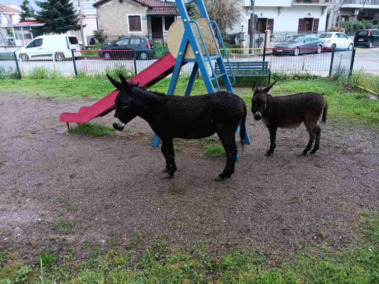Δύο γαϊδουράκια… πηγαν παιδική χαρά στο κέντρο των Τρικάλων!