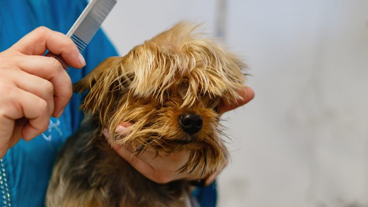 Τι λέει η pet groomer από το Βόλο – Τι απαντά στις κατηγορίες