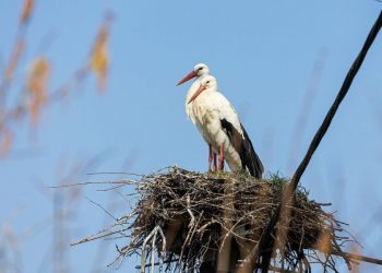 Φωλιά πελαργού και βροχή «πυρπόλησαν» κολόνα του ΔΕΔΔΗΕ στη Γελάνθη – Θύματα οι νεοσσοί που βρίσκονταν στη φωλιά