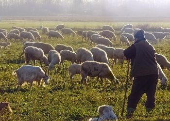 Οι κτηνοτρόφοι του Δήμου Μετσόβου ζητούν να μείνουν στον τόπο τους σε ελεύθερα βουνά χωρίς αιολικά