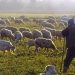 Οι κτηνοτρόφοι του Δήμου Μετσόβου ζητούν να μείνουν στον τόπο τους σε ελεύθερα βουνά χωρίς αιολικά