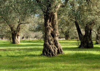 Επιτήδειοι έκοψαν δένδρα στον αιωνόβιο ελαιώνα Τσαριτσάνης – Κατέστρεψαν μέρος του δάσους 400 ετών
