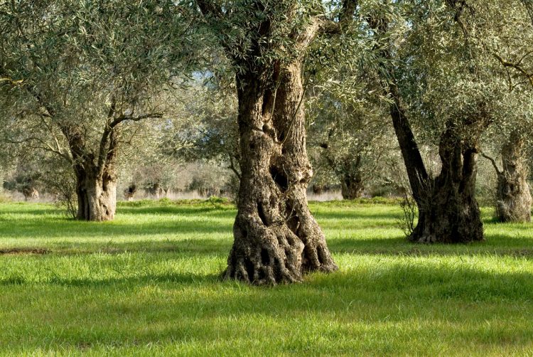 Επιτήδειοι έκοψαν δένδρα στον αιωνόβιο ελαιώνα Τσαριτσάνης – Κατέστρεψαν μέρος του δάσους 400 ετών