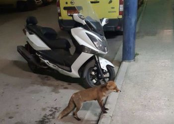 Λάρισα: «Κατοικίδιο» του ΕΚΑΒ τείνει να γίνει μια πεινασμένη αλεπού που δείχνει αδυναμία στους διασώστες… (ΕΙΚΟΝΕΣ – ΒΙΝΤΕΟ)