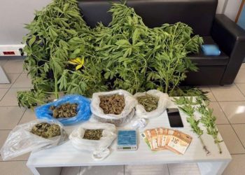 Τα «δεντράκια» που έκρυβε στο αγρόκτημά του στον Τύρναβο, ήταν χασίς (ΕΙΚΟΝΑ)