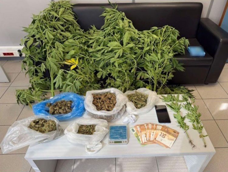 Τα «δεντράκια» που έκρυβε στο αγρόκτημά του στον Τύρναβο, ήταν χασίς (ΕΙΚΟΝΑ)