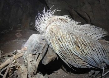 Η απόκοσμη εικόνα με τα νεκρά όρνια στα έγκοιλα και τις σπηλιές του ορθόλιθου σε περιοχή της Λάρισας (ΕΙΚΟΝΕΣ)
