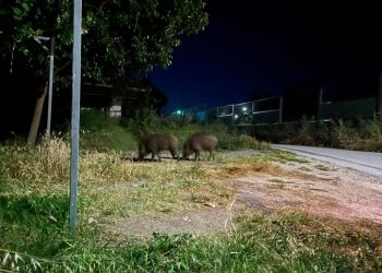 Λάρισα: Τρόμος με τεράστια αγριογούρουνα που έκοβαν βόλτες μέσα στην πόλη, δίπλα σε σχολείο (ΕΙΚΟΝΕΣ)