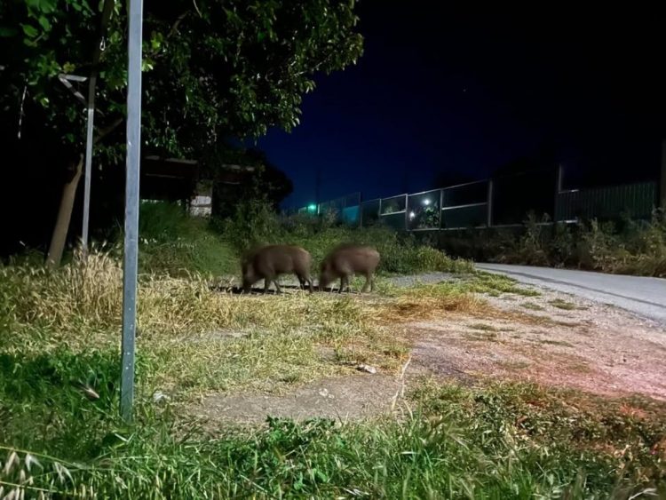 Λάρισα: Τρόμος με τεράστια αγριογούρουνα που έκοβαν βόλτες μέσα στην πόλη, δίπλα σε σχολείο (ΕΙΚΟΝΕΣ)
