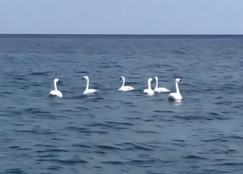 Μαγική εικόνα σε παραλία της Λάρισας – Κύκνοι απολαμβάνουν την θάλασσα (ΒΙΝΤΕΟ)