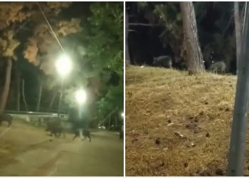 Επιδρομή αγριογούρουνων στον Αναυρο – Βίντεο από τη… βόλτα τους παράπλευρα του ποταμού