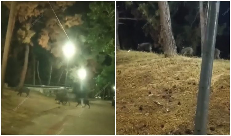 Επιδρομή αγριογούρουνων στον Αναυρο – Βίντεο από τη… βόλτα τους παράπλευρα του ποταμού