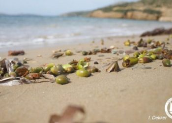 Καρποί Ποσειδωνίας: Τι είναι το σπάνιο φαινόμενο που εμφανίστηκε στις ελληνικές ακτές